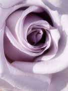 14th Apr 2020 - Lavender Rose