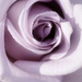 Lavender Rose by joysfocus