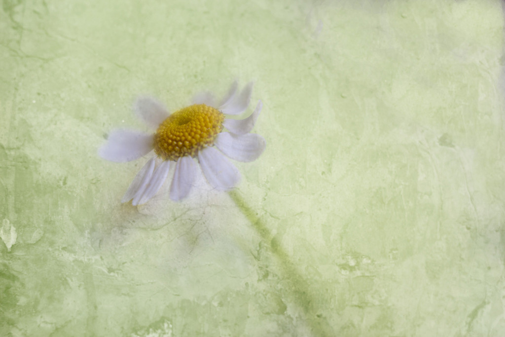 Feverfew Tansie Flower by pdulis