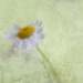 Feverfew Tansie Flower by pdulis