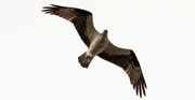 16th Apr 2020 - Osprey in the Breeze!