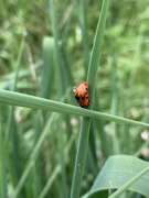 16th Apr 2020 - Ladybugs 2