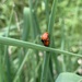 Ladybugs 2 by shookchung