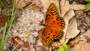 16th Apr 2020 - Gulf Fritillary Butterfly!