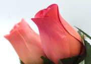 16th Apr 2020 - PINK roses