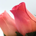 PINK roses by homeschoolmom
