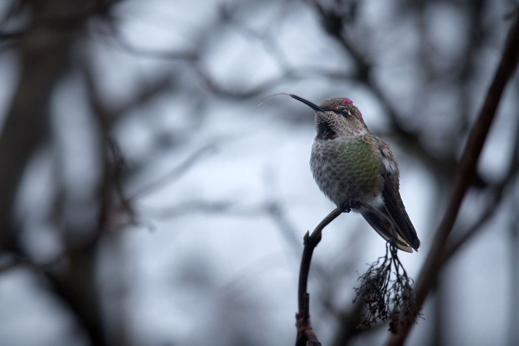 Winter Hummingbird  by teriyakih