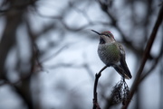 16th Apr 2020 - Winter Hummingbird 