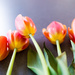 Tulips make me want to paint by cristinaledesma33