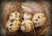 17th Apr 2020 - Quail eggs