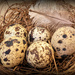 Quail eggs by ludwigsdiana