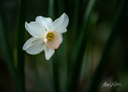 16th Apr 2020 - ~Pink Daffodil~