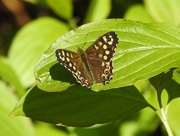 16th Apr 2020 - Speckled Wood