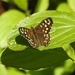 Speckled Wood by oldjosh