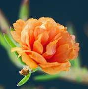 16th Apr 2020 - orange-flower2