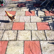 16th Apr 2020 - Why did the chicken cross the road? (or patio)