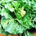 2020-04-17 Cabbage by cityhillsandsea