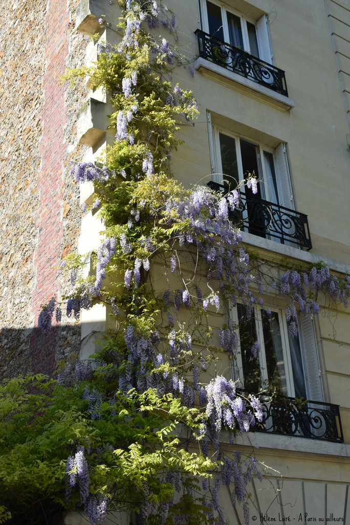 wisteria on a parisian building by parisouailleurs