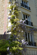 15th Apr 2020 - wisteria on a parisian building
