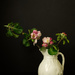 Apple blossom in vase by jon_lip