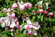 17th Apr 2020 - Apple Blossom