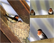 18th Apr 2020 - Welcome Swallow Nest & Chicks ~      