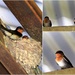 Welcome Swallow Nest & Chicks ~       by happysnaps
