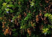 18th Apr 2020 - Sheena’s Gold Flowers & Berries ~    