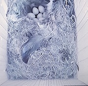17th Apr 2020 - Seven little blue tit eggs