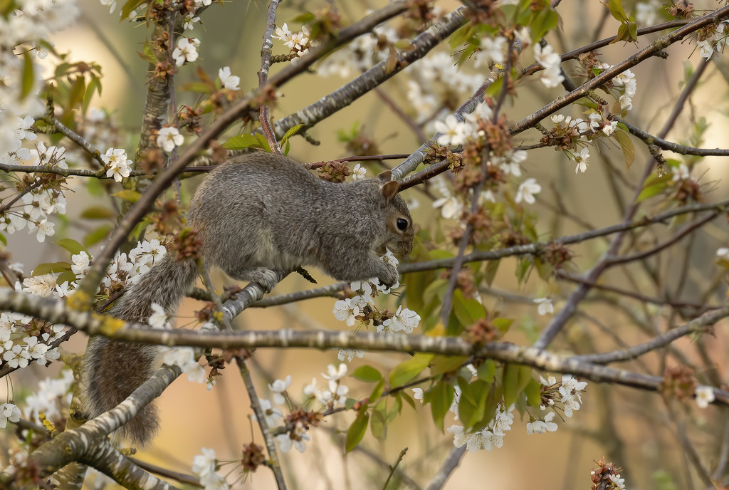Blossom eating Squirrel! by shepherdmanswife