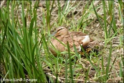 17th Apr 2020 - Mrs Duck with 2 ducklings