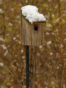 17th Apr 2020 - birdhouse with a snow roof
