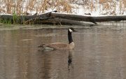 17th Apr 2020 - goose swimming before a fallen tree