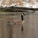 goose swimming before a fallen tree by rminer