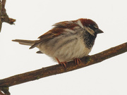 17th Apr 2020 - house sparrow 