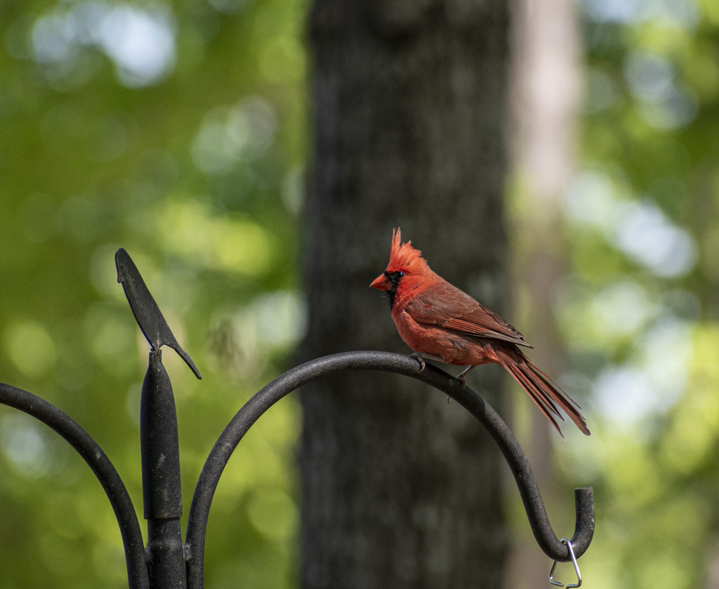 Cardinal by k9photo