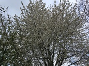 17th Apr 2020 - Tree Blossom