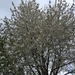 Tree Blossom by cataylor41