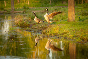 17th Apr 2020 - Canada geese
