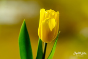 17th Apr 2020 - Yellow tulip