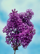 17th Apr 2020 - Lilac