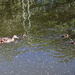 Ducks and Detritus by fotoblah
