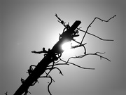 17th Apr 2020 - Barbed wire 