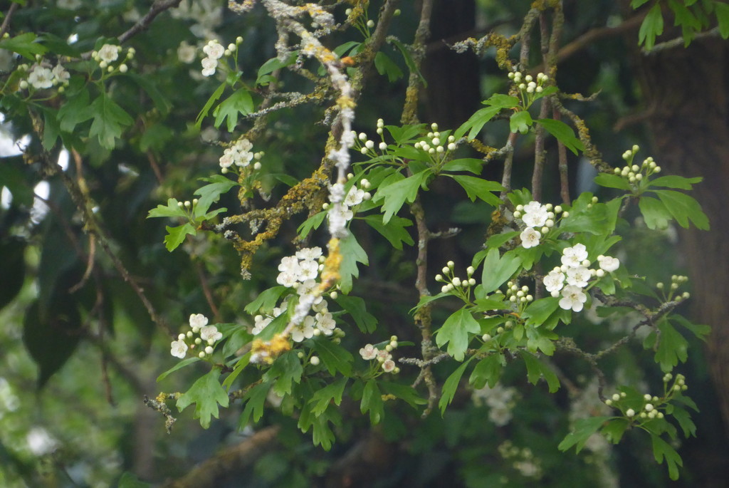 First flowers on the hawthorn tree by speedwell