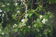 11th Apr 2020 - First flowers on the hawthorn tree