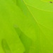 Oak Leaf Closeup  by sfeldphotos