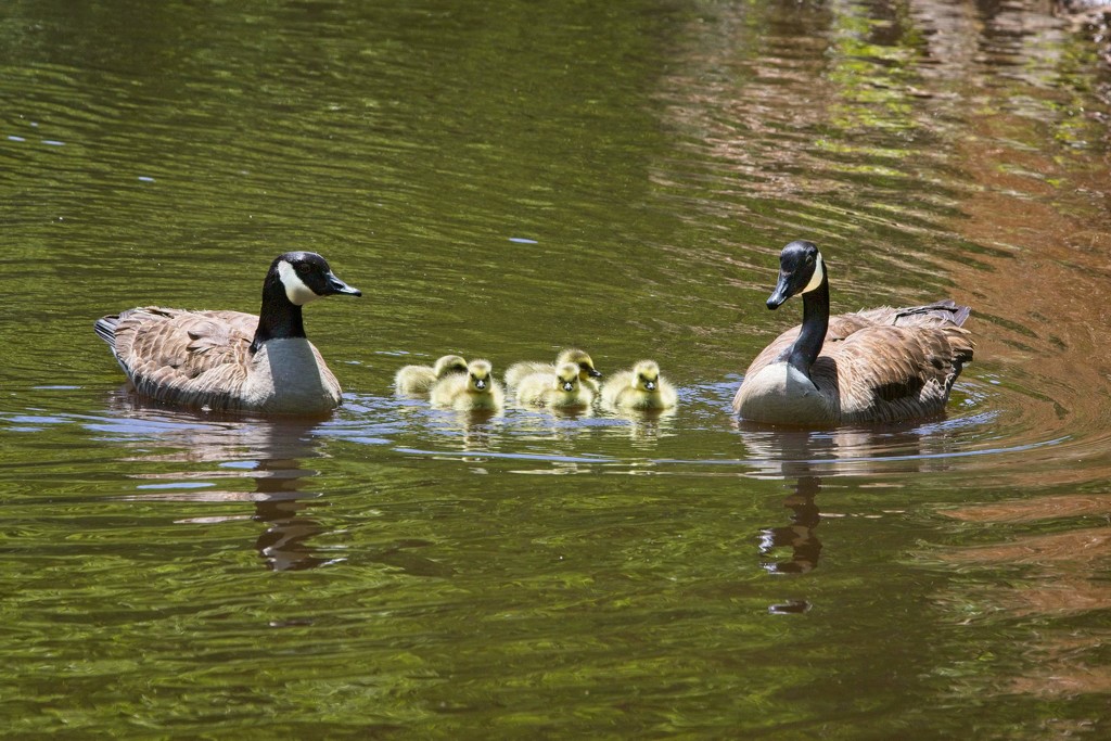 LHG-3163- Goose Family by rontu