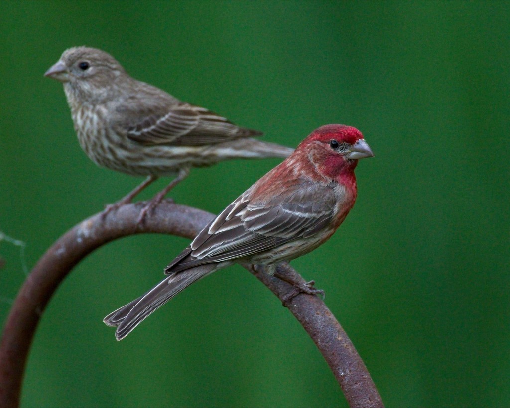 LHG-2790- House finches by rontu