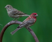 17th Apr 2020 - LHG-2790- House finches