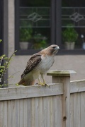 14th Apr 2020 - Red tailed hawk